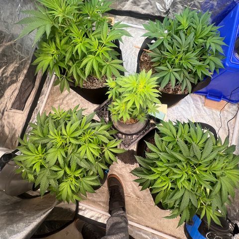 Platinum Jelly growlog timeline photo