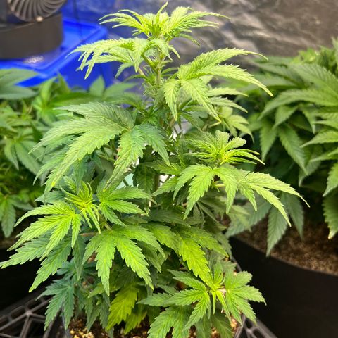 Dwarf Low Flyer growlog timeline photo