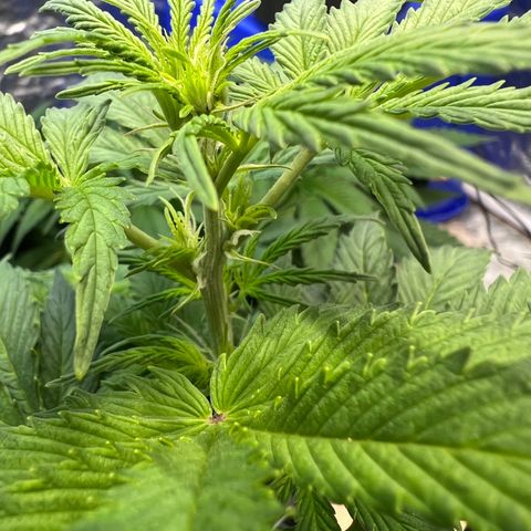 Dwarf Low Flyer growlog timeline photo