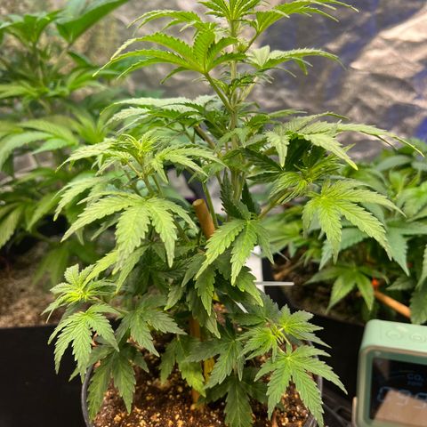 Dwarf Low Flyer growlog timeline photo