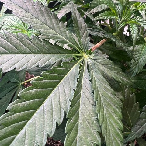 Platinum Jelly growlog timeline photo