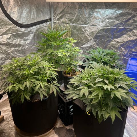 Platinum Jelly growlog timeline photo