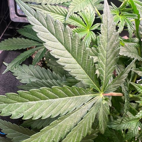 Platinum Jelly growlog timeline photo