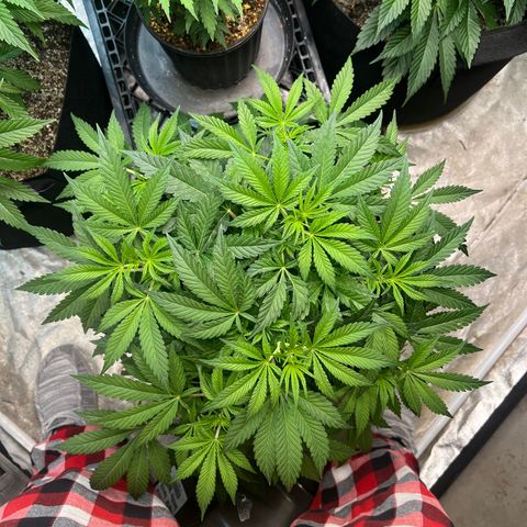 Platinum Jelly growlog timeline photo