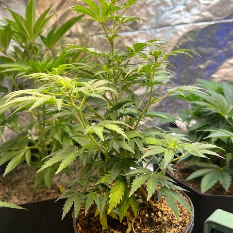 Dwarf Low Flyer growlog timeline photo