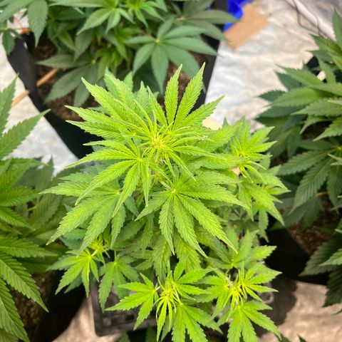 Dwarf Low Flyer growlog timeline photo