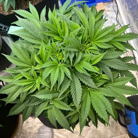 Platinum Jelly growlog timeline photo
