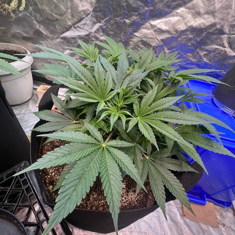 Platinum Jelly growlog timeline photo