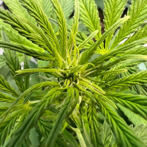 Dwarf Low Flyer growlog timeline photo