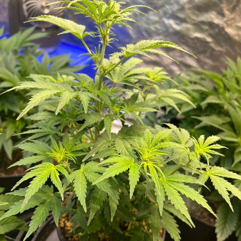 Dwarf Low Flyer growlog timeline photo