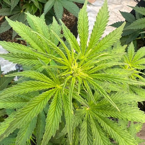 Dwarf Low Flyer growlog timeline photo