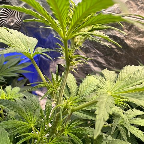 Dwarf Low Flyer growlog timeline photo