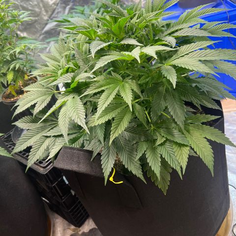 Platinum Jelly growlog timeline photo