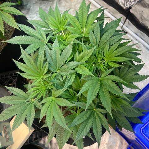 Platinum Jelly growlog timeline photo