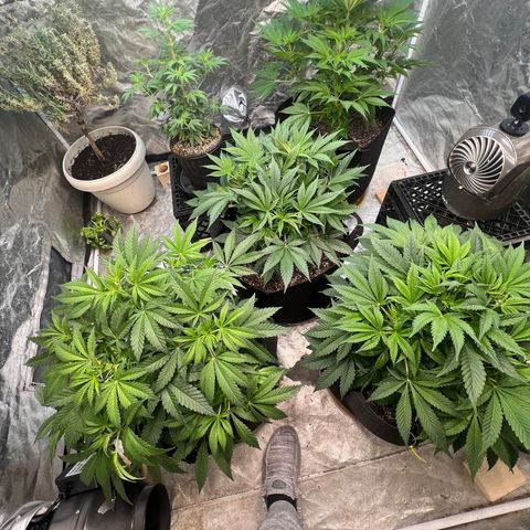 Platinum Jelly growlog photo: Moved things around a bit cause all their heights are different lol 
