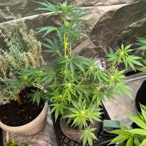 Dwarf Low Flyer growlog timeline photo
