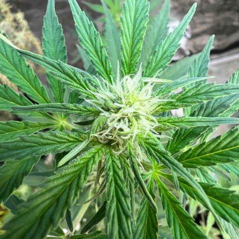 Dwarf Low Flyer growlog timeline photo