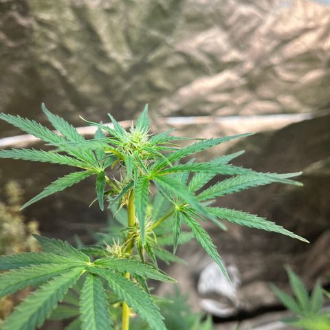 Dwarf Low Flyer growlog timeline photo