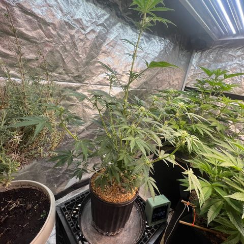 Dwarf Low Flyer growlog timeline photo