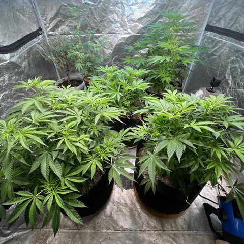 Platinum Jelly growlog timeline photo