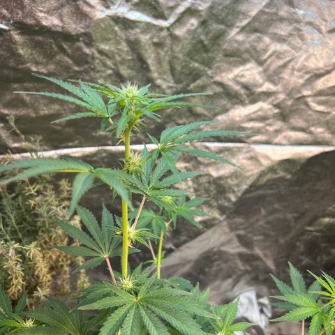 Dwarf Low Flyer growlog timeline photo