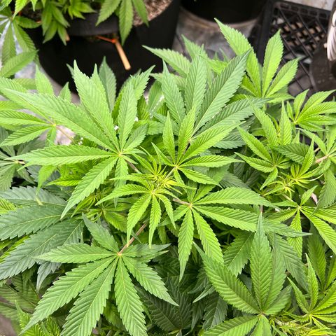 Platinum Jelly growlog timeline photo