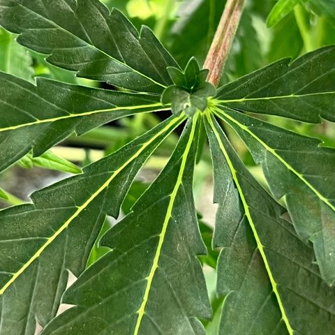 Platinum Jelly growlog timeline photo