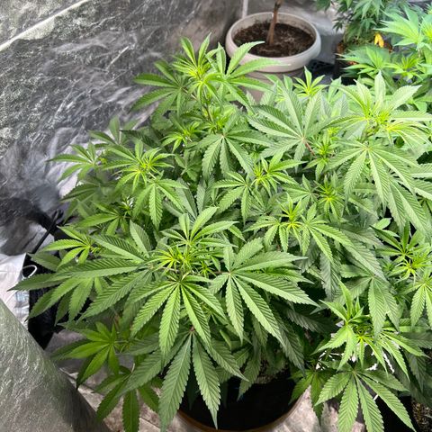 Platinum Jelly growlog timeline photo