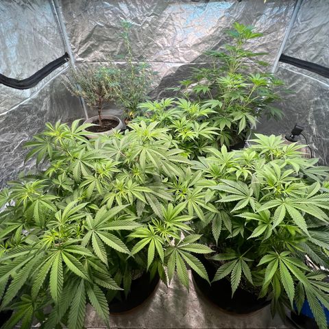 Platinum Jelly growlog timeline photo