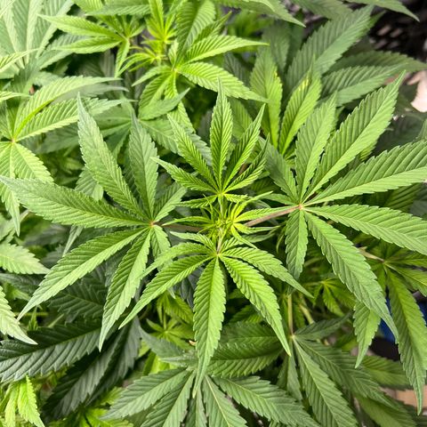 Platinum Jelly growlog timeline photo