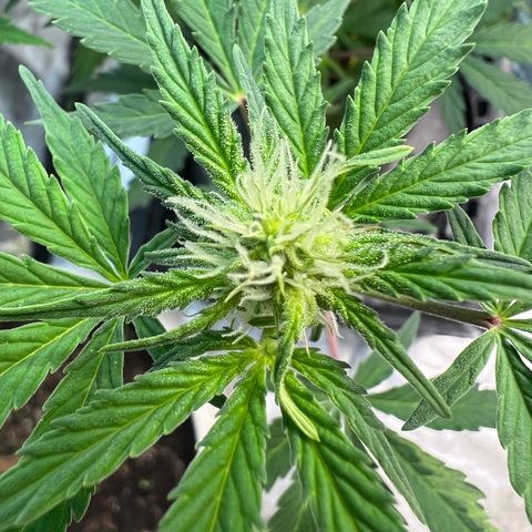 Dwarf Low Flyer growlog photo: Flower Macros 😍
