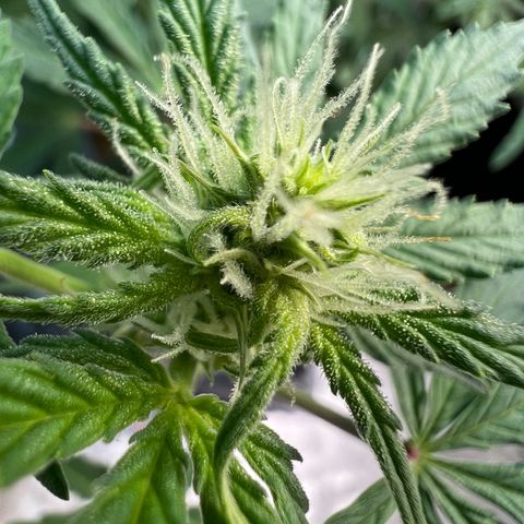 Dwarf Low Flyer growlog photo: Flower Macros 😍