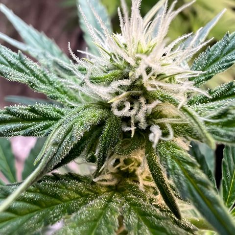 Dwarf Low Flyer growlog photo: Flower Macros 😍