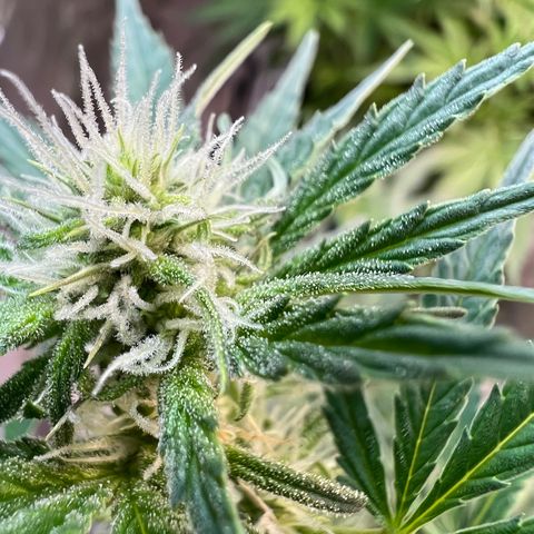Dwarf Low Flyer growlog photo: Flower Macros 😍