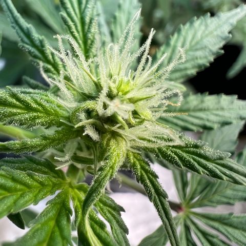Dwarf Low Flyer growlog photo: Flower Macros 😍