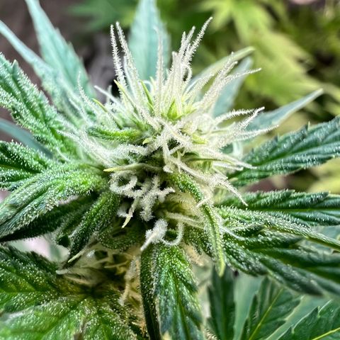 Dwarf Low Flyer growlog photo: Flower Macros 😍