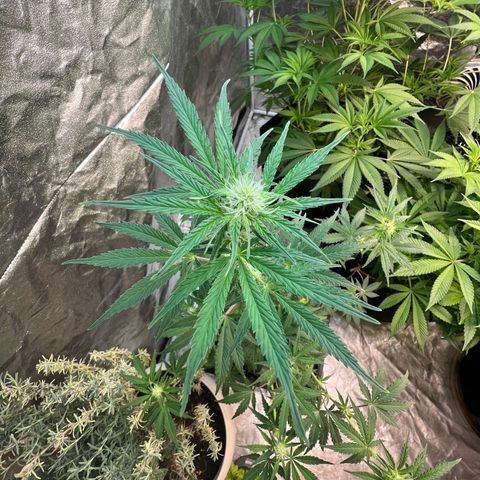 Dwarf Low Flyer growlog timeline photo