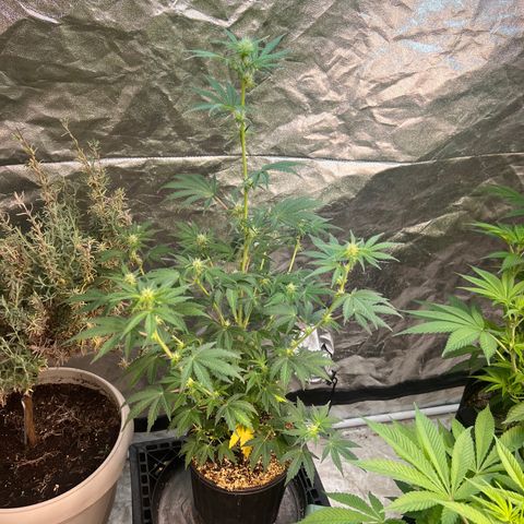 Dwarf Low Flyer growlog timeline photo