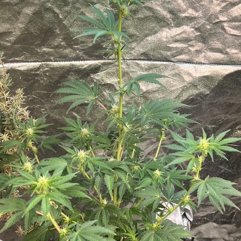 Dwarf Low Flyer growlog timeline photo