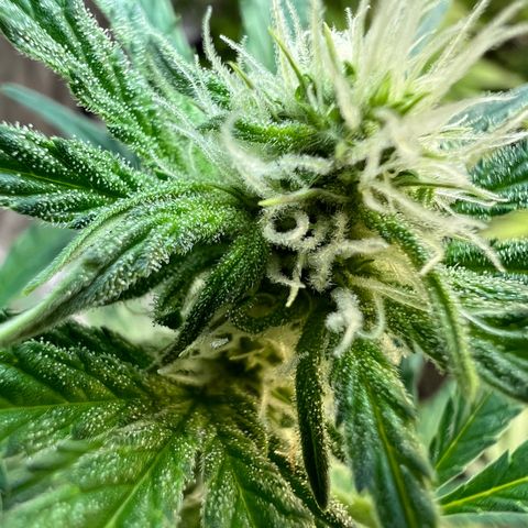 Dwarf Low Flyer growlog photo: Flower Macros 😍