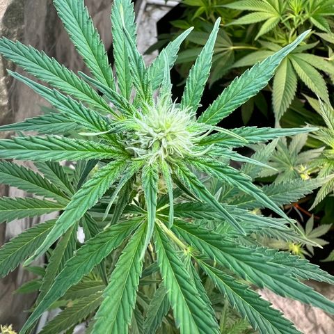 Dwarf Low Flyer growlog timeline photo