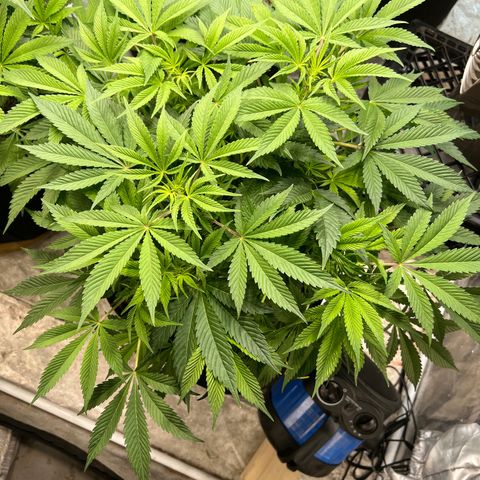 Platinum Jelly growlog timeline photo