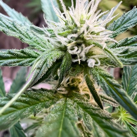 Dwarf Low Flyer growlog photo: Flower Macros 😍