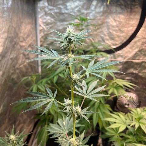 Dwarf Low Flyer growlog timeline photo