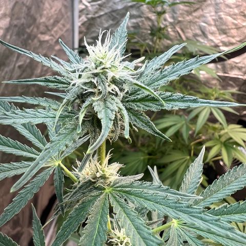 Dwarf Low Flyer growlog timeline photo
