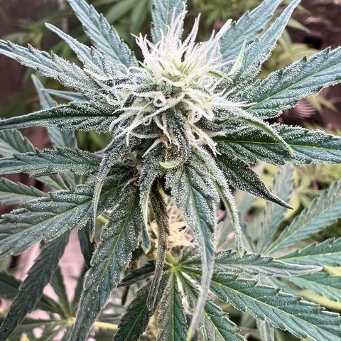 Dwarf Low Flyer growlog timeline photo