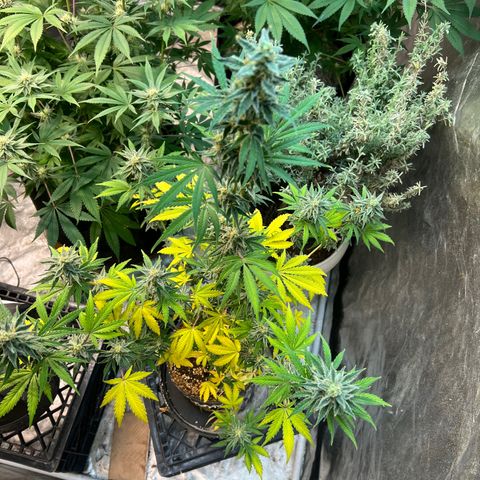 Dwarf Low Flyer growlog timeline photo