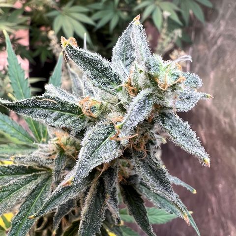 Dwarf Low Flyer growlog timeline photo