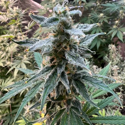 Dwarf Low Flyer growlog timeline photo