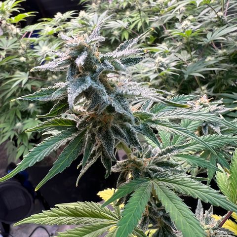 Dwarf Low Flyer growlog timeline photo